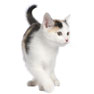 Spay and Neuter Spay and Neuter