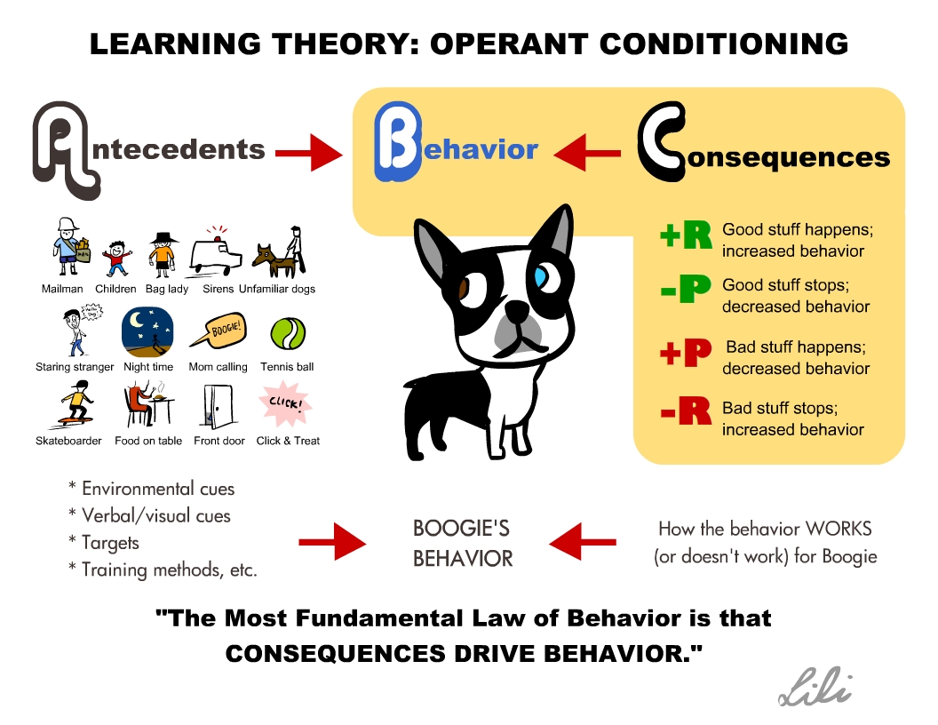 Dog training, counter conditioning, behavior modification