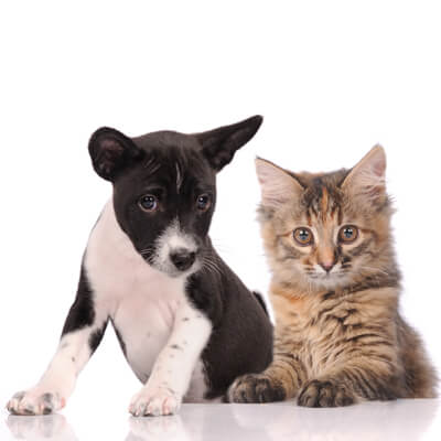 Kitten and puppy Kitten and puppy