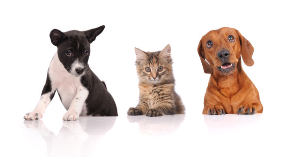 Cats and dogs Cats and dogs
