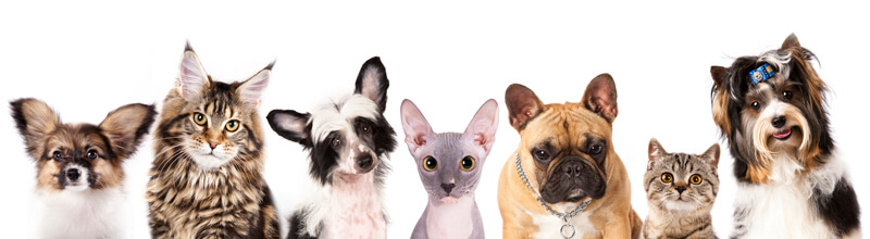 Harvey Animal Hospital - Veterinarian in Grosse Pointe - Your first visit, choosing the right veterinarian