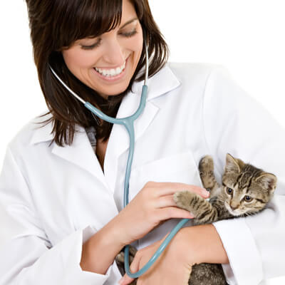 Vet with kitten