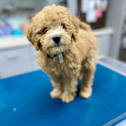 Harvey Memorial Animal Hospital