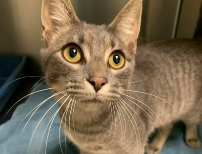 pet clinic in Detroit MI