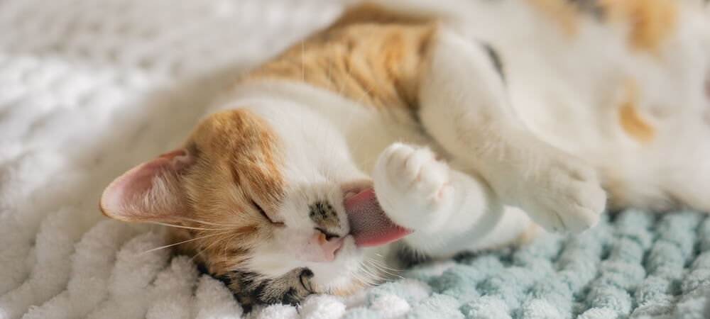 Cat Services Cat Services