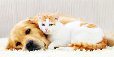 cats and dogs - Protect your beloved pet from harmful Parasites