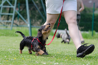 Start Clicker Training your Puppy at an early age