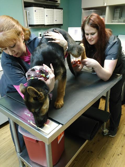 Fear Free German Shepard