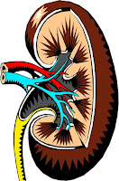 Illustration of a Kidney Organ