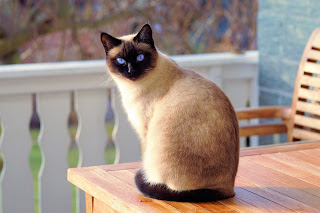 Siamese Cat that was Diagnosed with CKD/CRF