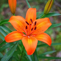 Tiger Lily - Highly Toxic