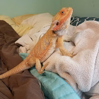 Bearded Dragon