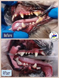Dog Pre and Post Dental