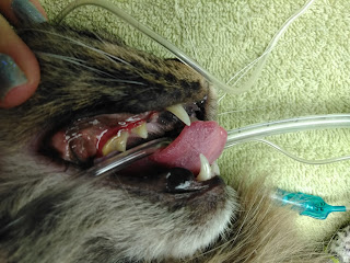 Severe Gingivitis in a Cat