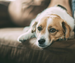 Dog exhibiting anxiety during a Thunder Storm