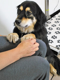 Dog looking to her owner for comfort