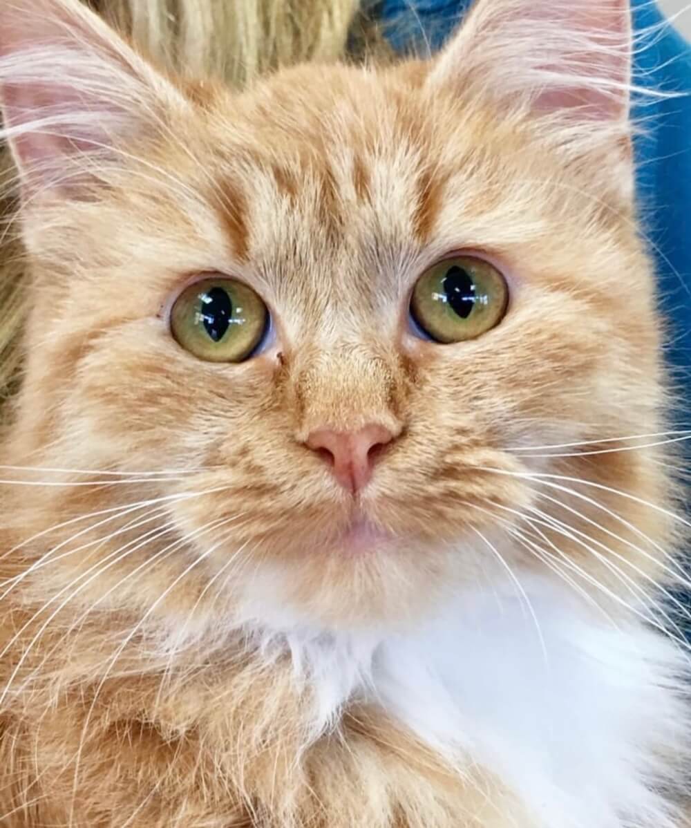 Feline Friendly at Harvey Animal Hospital