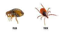 Fleas and Ticks
