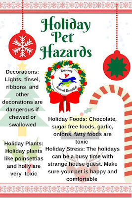 Holiday Pet Hazards