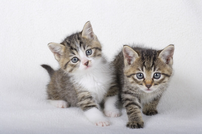 kittens