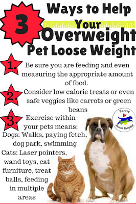 Severe Gingivitis in a Cat