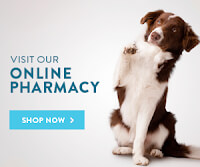 online pharmacy image