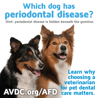 periodontal disease for dogs