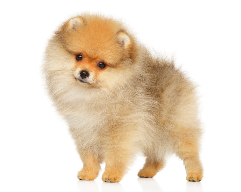 pomeranian puppy