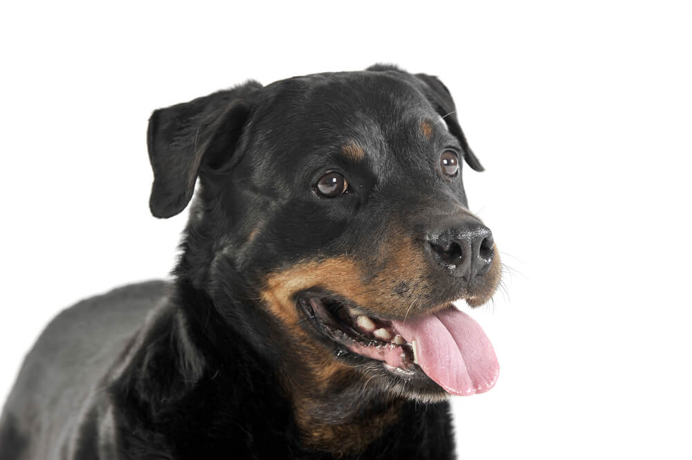 Rottweiler