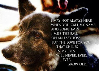 senior dog poem