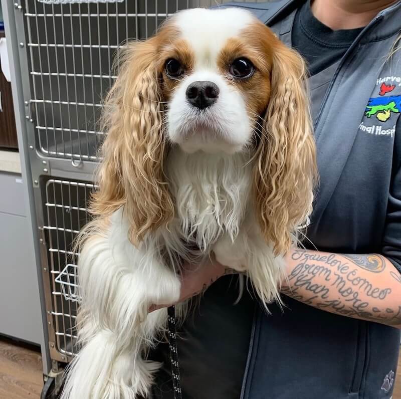 spaying and neutering