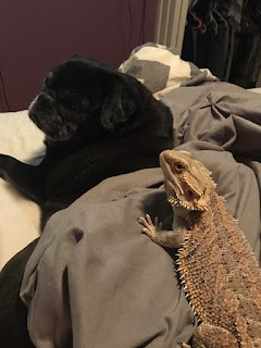 A Pug Puppy and his Bearded Dragon Friend