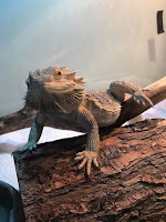 Bearded Dragon