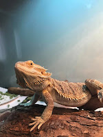 Bearded Dragon
