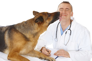 vet and dog