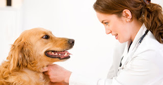 Veterinarian