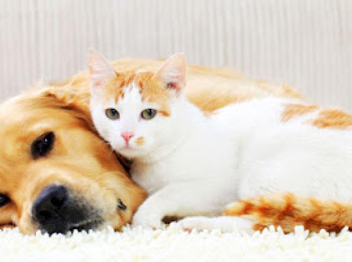 Protecting Your Pet From Pesky Parasites