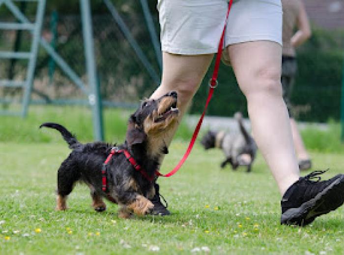 Clicker Training Your Puppy