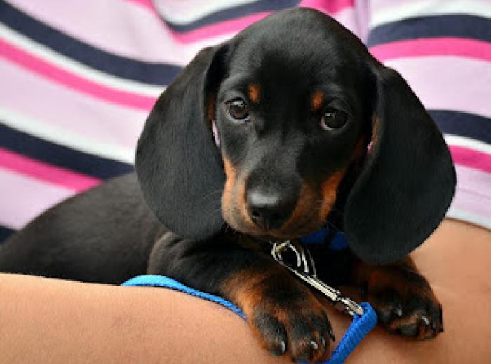 What Vaccines Does My Puppy Really Need?