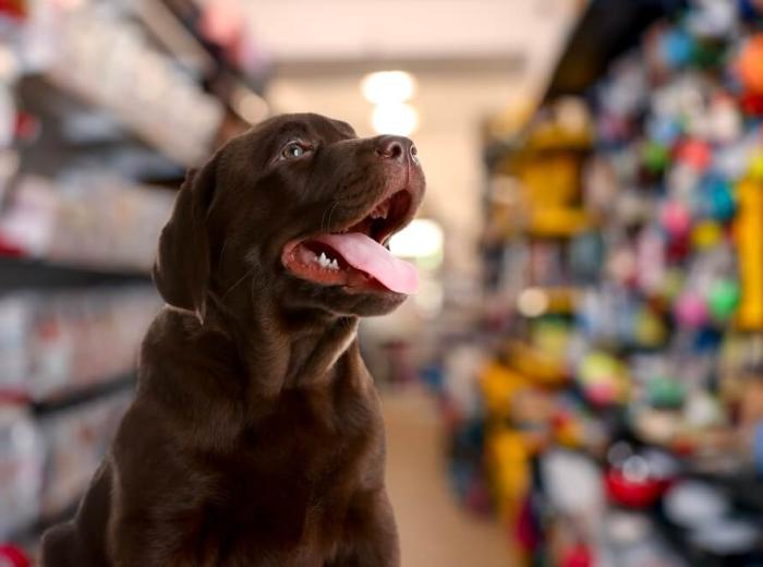 Animal Lovers Can Find Compassionate Care in Grosse Pointe Finding a Grosse Pointe Veterinarian is the First Priority