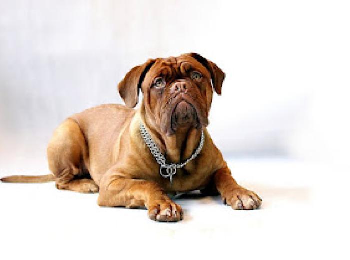 Prong Collars, Shock Collars, Choke Chains Oh My! Negative Training Tools - You Could Be Doing More Harm Then You Think!