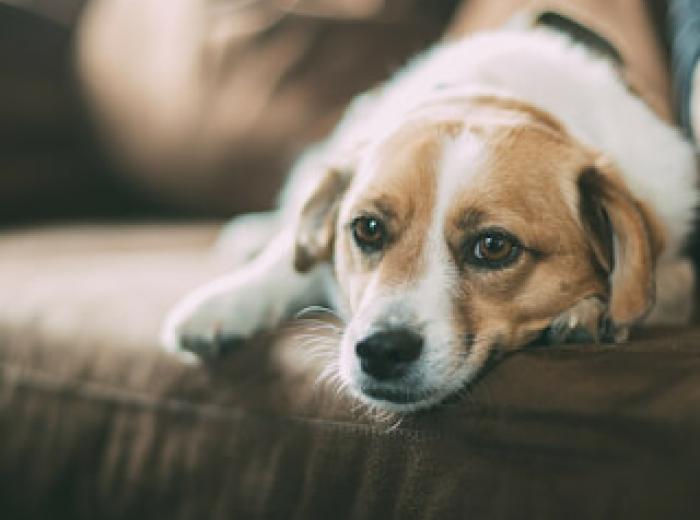 6 Helpful Tips on How to Ease Your Pets Storm Phobia