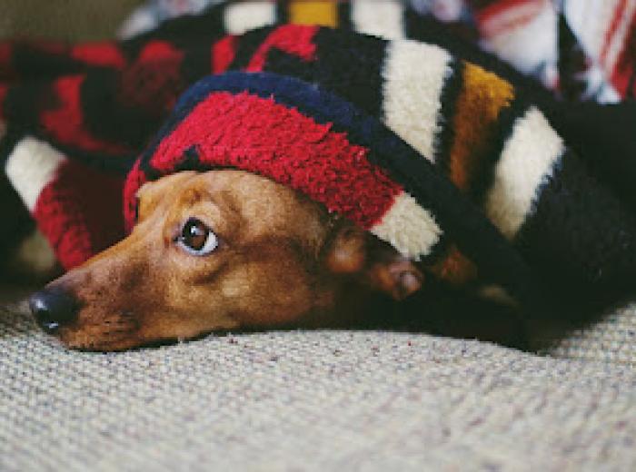 The Dog Flu, What you Need to Know to Keep your Dog Safe