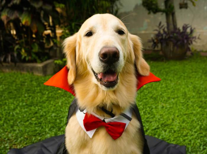 Top 5 Halloween Pet Hazards