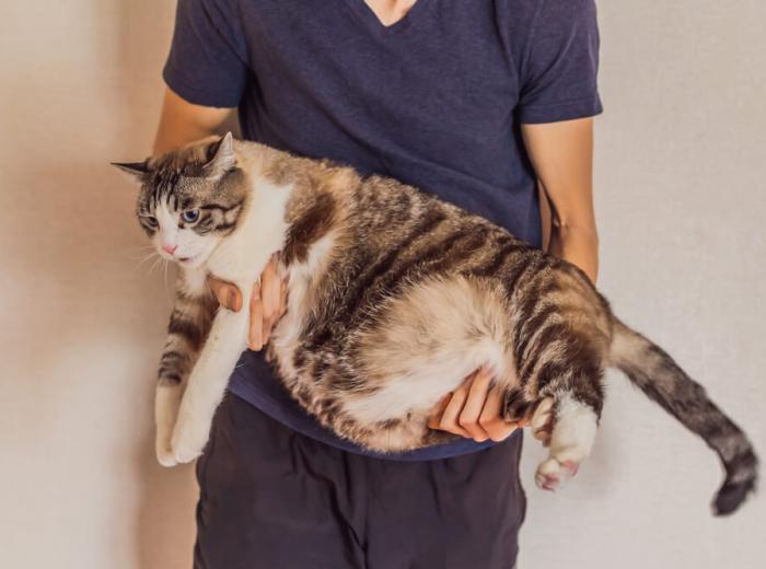 Whats your Pets New Years Resolution?