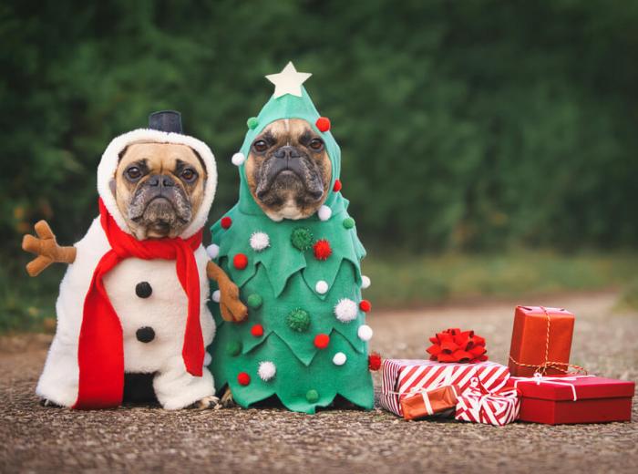 Holiday Pet Hazards