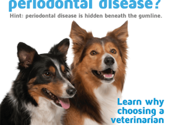 Why Does My Pet Have Bad Breath?