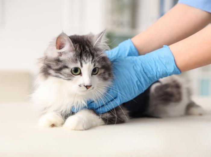 Importance of Pet Preventative Care