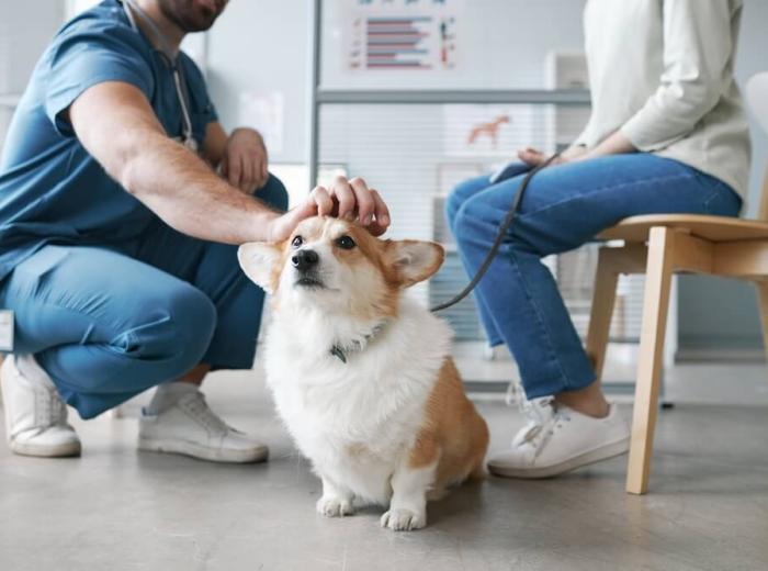 Compassionate Veterinary Care Starts with Making the Animal Feel Comfortable