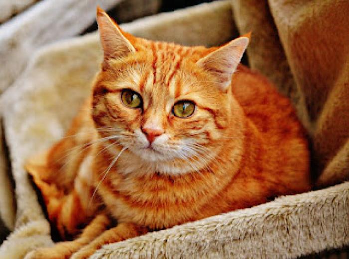 Feline Kidney Disease - What You Need to Know